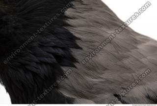 feathers 0012